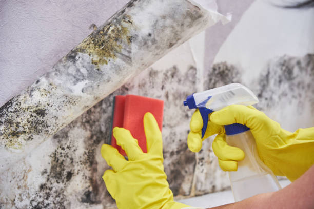 Reliable Crest View Heights, NY Mold Removal Services Solutions